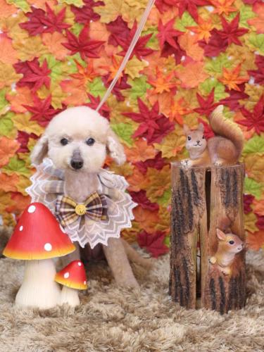 20241107あくびちゃん